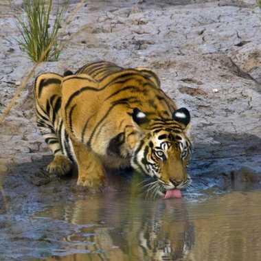 WCS tiger drinking