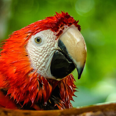 WCS Scarlet Macaw