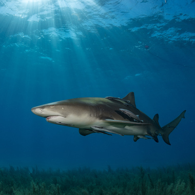 WCS lemon shark in the Bahamas